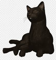 Sari Kedi Hd Klipleri Meng Chong Miyav Yildiz Insanlar Odak Png Pngwing
