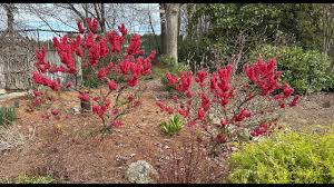 Image result for Prunus persica