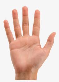 Palm Hand Png Transparent Png 1116x1488 Free Download On Nicepng To created add 36 pieces, transparent hands images of your project files with the background cleaned. palm hand png transparent png