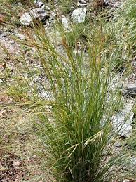 Image result for Hyparrhenia cymbaria