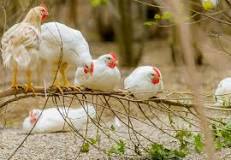 Life Expectancy of Chickens - FOUR PAWS International ...