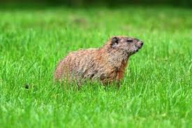 Place the bait right at the end of the trap, so groundhogs must walk the entire distance. Trapping Groundhogs How To Trap A Woodchuck