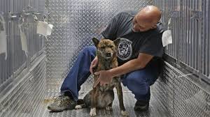 17.07.2021 · all native korean dog breeds. Condemned South Korean Dogs Find Sanctuary In The Us Bbc News