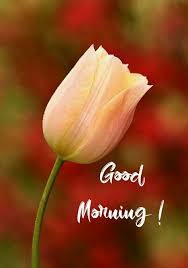 Beautiful Good Morning In 2020 Good Morning Flowers Tulips Tulips Garden