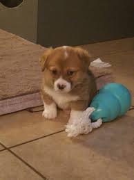 Corgi puppies colorado for sale. Pembroke Welsh Corgi Puppies For Sale Brighton Co 315725