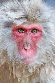 Japanese Snow Monkeys Snow Monkey Japanese Macaque Wild Animals Photos