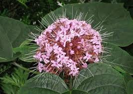 Image result for Clerodendrum capitatum