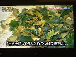 白金びわ茶 On Twitter 基本的なびわ茶の作り方と同じでしたね すごいです 紅茶のような色にするには 白金びわ茶のようにびわ種を入れるのが正解です そしてびわ種の入ったびわ茶は白金びわ茶だけ Tokio 鉄腕dash