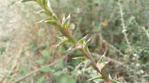 Image result for Salsola rabieana