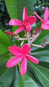 Mema S First Bloom Flowers My Flower