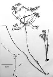 Image result for Cyperus tenuispica