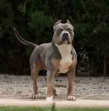 914 likes · 2 talking about this. Xxl American Bully Xxl Luxor Bullys Odysseus American Bully American Dog Scary Dogs