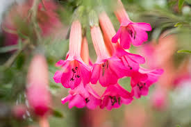 Image result for Cantua