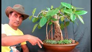 Bonsai Ficus Religiosa Peepal Bonsai Saved From Virus Attack Youtube