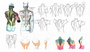 The library includes dynamic poses from ballet dancers, contemporary dancers, parkour athletes, martial artists, circus. Character Anatomy Back