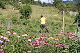 La Biodynamie Pas Uniquement La Tete Dans Les Etoiles Jardinage Jardins Et Bio