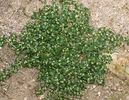 Image result for Guilleminea densa