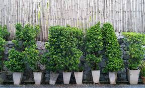 Also great for use to line driveways, as accent trees, or grown in very large containers mature height : Privacy Fence Ideas The Home Depot