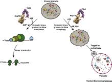 Coupling Of Ribostasis And Proteostasis Hsp70 Proteins In Mrna Metabolism Trends In Biochemical Sciences Gene Expression Signal Transduction Science