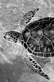 Black And White Images Of Animals Super Painting Animal Black And White Ideas Animal Black Blackandwhitephoto In 2020 Animals Black And White Black And White Aesthetic Black And White Picture Wall