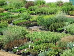 Native Plant Nursery Christchurch Garden Centres Christchurch Plants Plant Nursery Native Plants