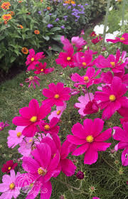 Hundreds Of Cosmos Blooming At Mohonk Mountain House In The Mountains Of Newyork Pansies Flowers Beautiful Flowers Cosmos Flowers