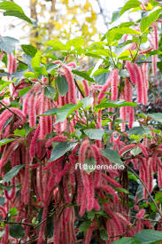 Image result for Acalypha hispida