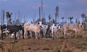 Pin On Animal Ag Deforestation Land Use