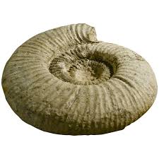 A biopic that strips away most details of anning's career while honoring its spirit; Large Ammonite Fossil For Sale At 1stdibs