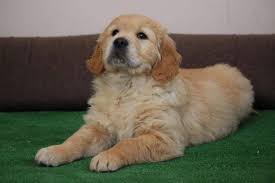 Golden Retriever Puppies For Sale In Tennessee Home Facebook