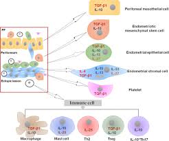 Download cells that produce cytokines stockvector en ontdek vergelijkbare vectoren op adobe stock. Anti Inflammatory Cytokines In Endometriosis Springerlink