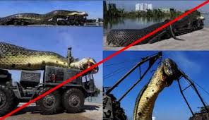 La plus grande pieuvre du monde ! Le Plus Grand Anaconda Du Monde N Etait En Realite Qu Une Mise En Scene