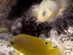 Das great barrier reef als marines ökosystem inhalt 1. Great Barrier Reef Jagd Tricks Des Braunen Zwergbarschs Der Spiegel