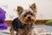 Yorkshire Terrier Short Hair