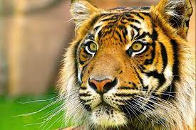 Facebook oficial del club tigres tigres.com.mx. Animais Fantasticos Tigres World Animal Protection