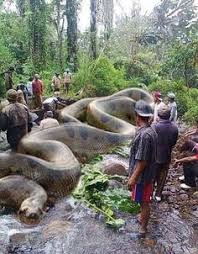Find 2 ways to say snake, along with antonyms, related words, and example sentences at thesaurus.com, the world's most trusted free thesaurus. 8 The Dream Ideas Animals Wild Animals Anaconda Snake