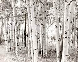 Aspen Photography Black And White Aspen Trees Photo Aspen Etsy Aspen Trees Painting Aspen Trees White Birch Trees