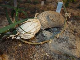 Image result for Coccinia sessilifolia