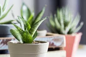 These hardy glossy green beauties can survive low light levels, even in a dim cubicle. Philodendrons Best Air Purifying Plants Air Purifying Plants Easy Plants To Grow