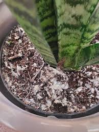 You can use commercially available fungicides to spray the plant and the top layer of soil or use a mix of water and potassium bicarbonate to treat the plant. Noticed White Fluffy Stuff In Snake Plant Soil Is This Mold Plantclinic