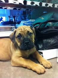 Rancho niguel animal hospital (0.96miles). Mission Park Pet Hospital Home Facebook