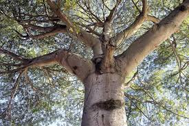 Image result for Ceiba pentandra