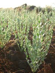 Image result for Cressa