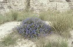 Image result for Commelina nigritana