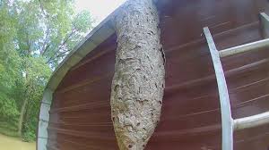 Then he went out and took a few shots. Watch Local Bee Man Removes 5 Foot Long Hornets Nest From Austintown Carport Wkbn Com