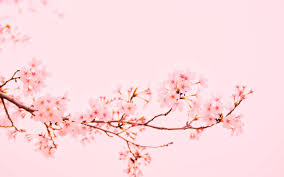 Pink Macbook Wallpapers Wallpaper Cave