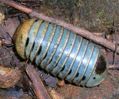 We have selected the best free bug coloring pages to print out print, color and enjoy these bugs coloring pages! Pill Millipede Wikipedia