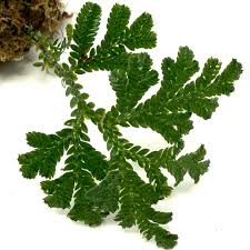 Image result for Selaginella soyauxii