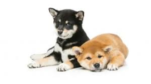 Banyak dari umat islam yang mimpi mengenai anjing, bisa mimpi hanya melihat anjing, digigit, dikejar maupun dijilat. Arti Mimpi Digigit Anjing Awas Tanda Dikhianati