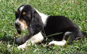 The event this year will feature a. Basset Hound Puppies Price 250 For Sale In Waynesboro Georgia Best Pets Online